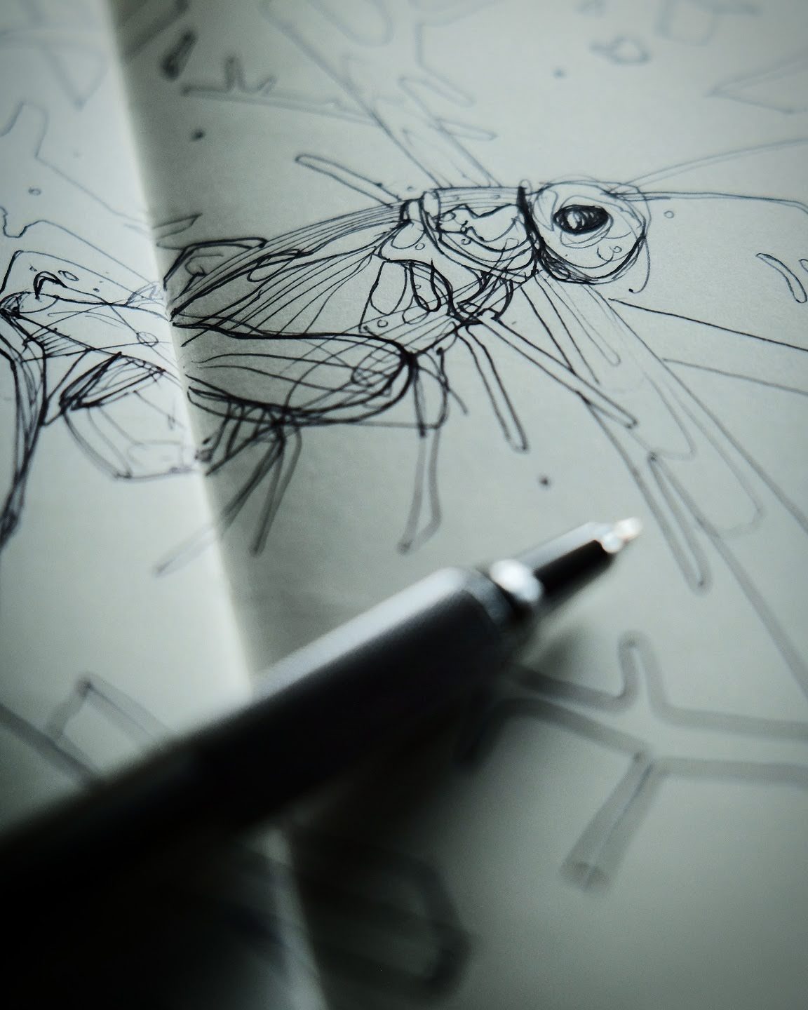 Grasshopper pen sketch by wildlife artist Chris Wilson