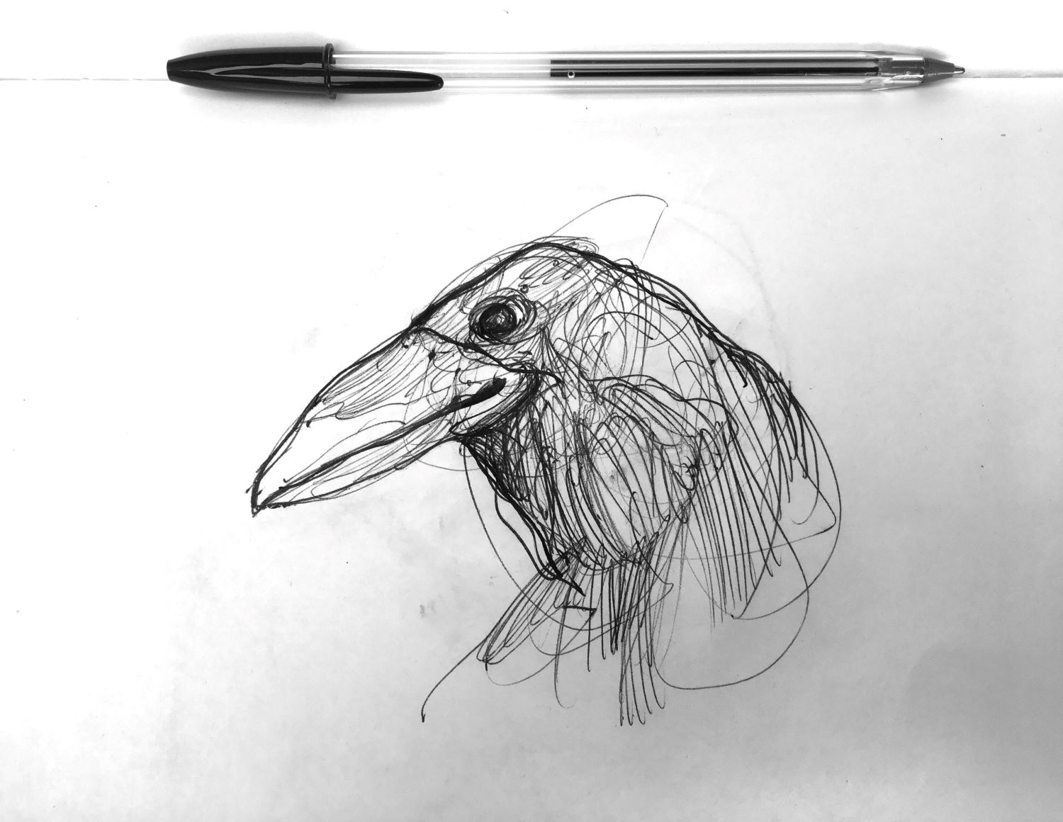Happy crow ballpoint pen sketch by Chris Wilson