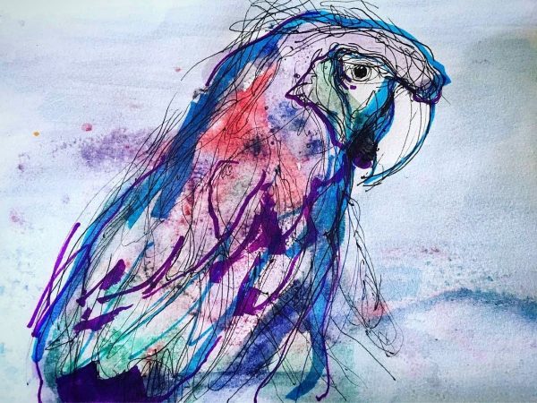 color macaw sketch