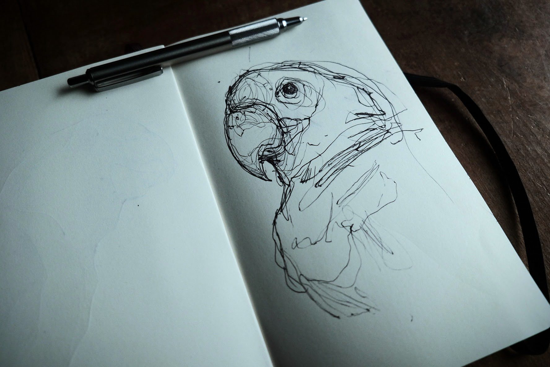 Parrot sketchbook drawing by Chris Wilson