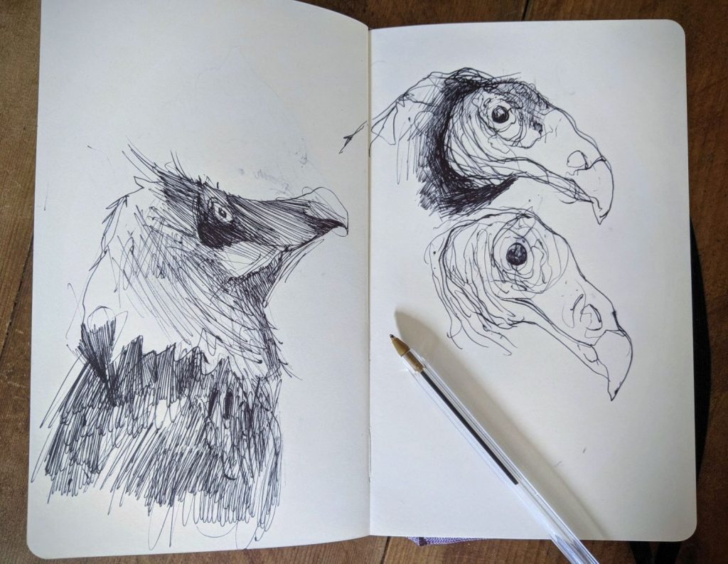 Vulture sketchbook drawings by Chris Wilson